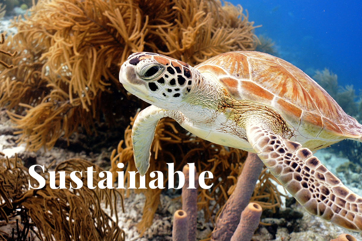 CAF supports sustainable tourism in the Caribbean_visual 1