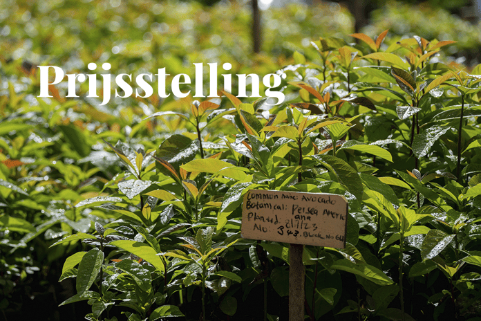 COP28 aims for net-zero efforts boost_ carbon pricing talks take centre stage_Close up on young tree seedlings_visual 1_NL