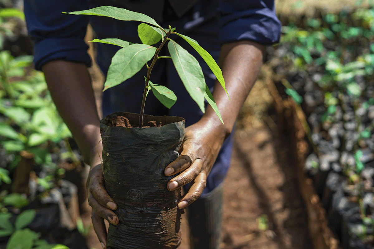 COP28 wrapped up_ navigating environmental commitments_Close up of a workers hands holding a tree seedling_visual 4