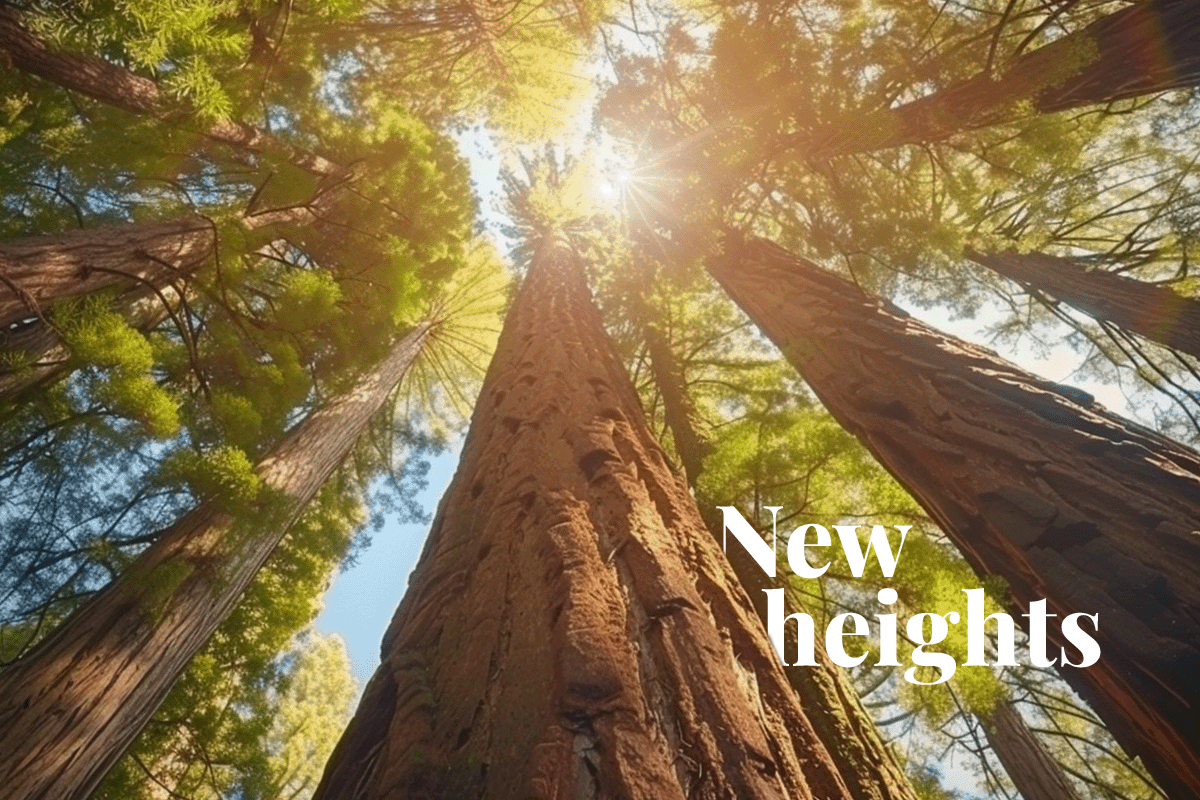 Californias carbon market hits new heights_View from below of Giant Sequoia Redwood Trees at Yosemite in California_visual 1