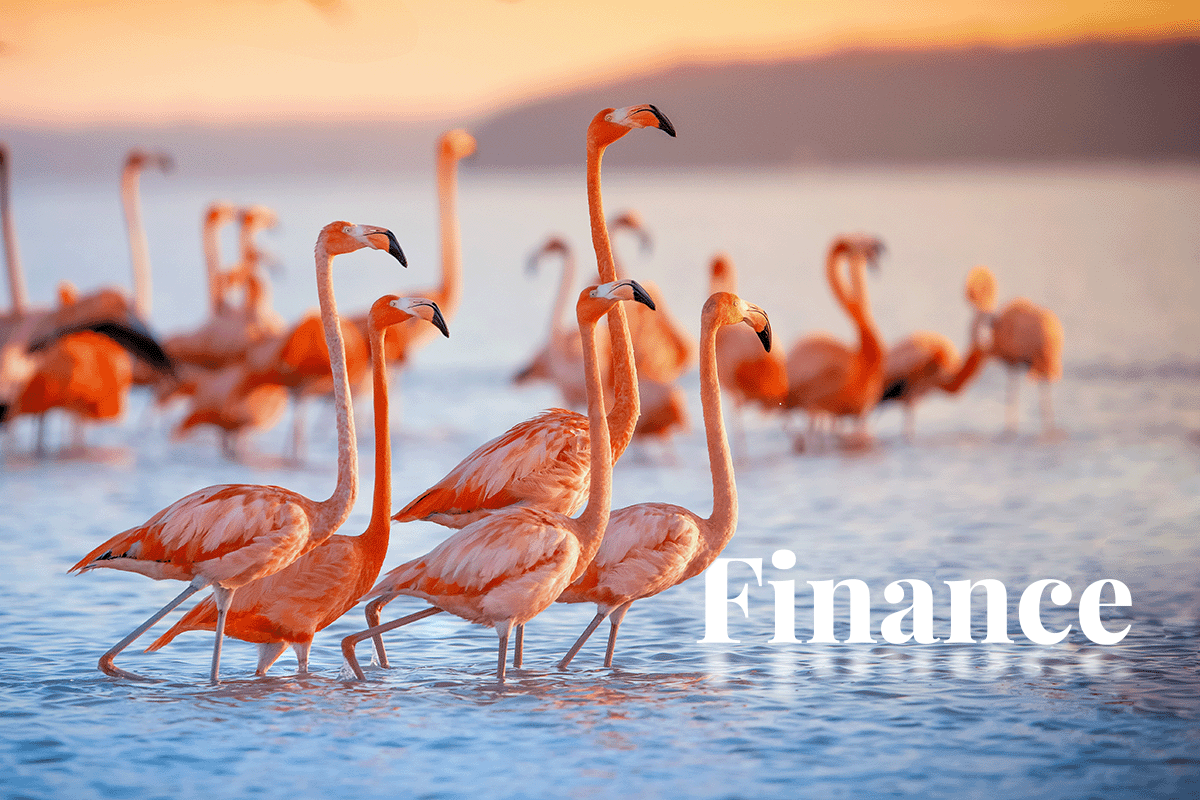 Canada commits to climate finance_Pink flamingos looking at a sunset in Lake Nakuru_visual 1