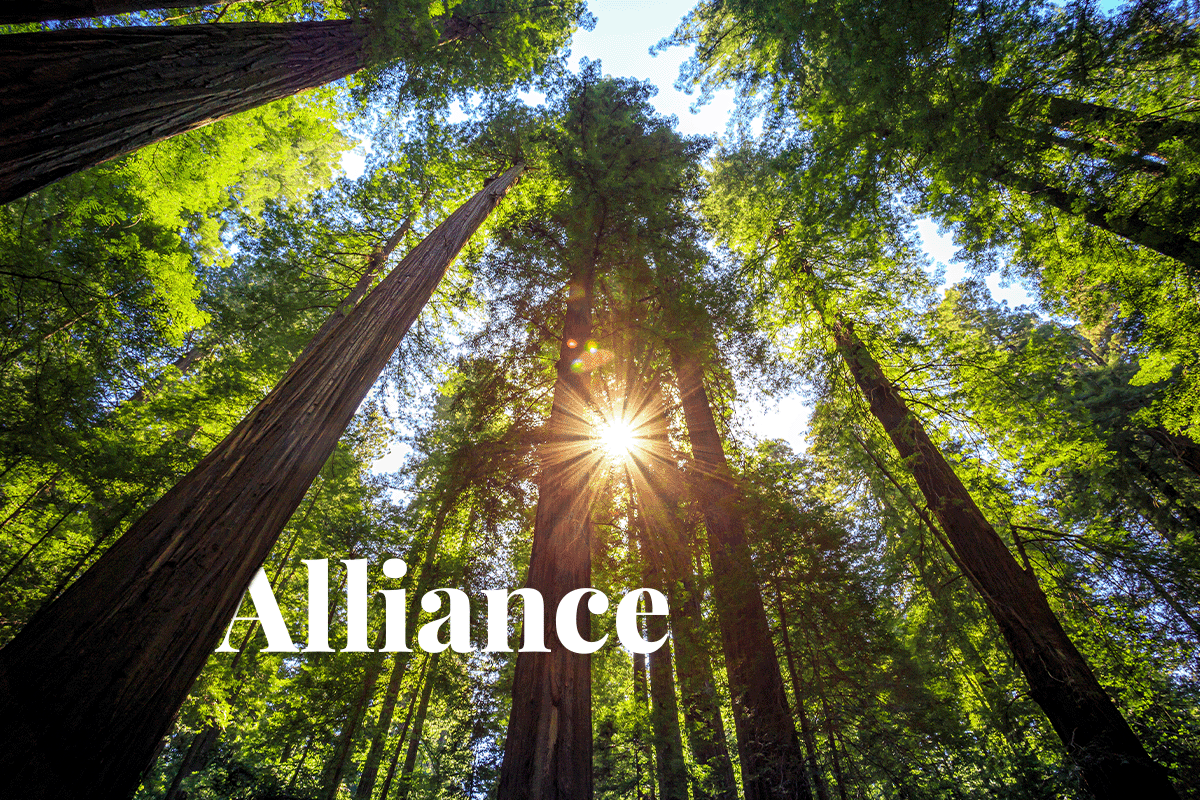 Carbon credit giants unite for nature-based carbon offset projects_sunlight between trees in the Redwoods State Park_visual 1