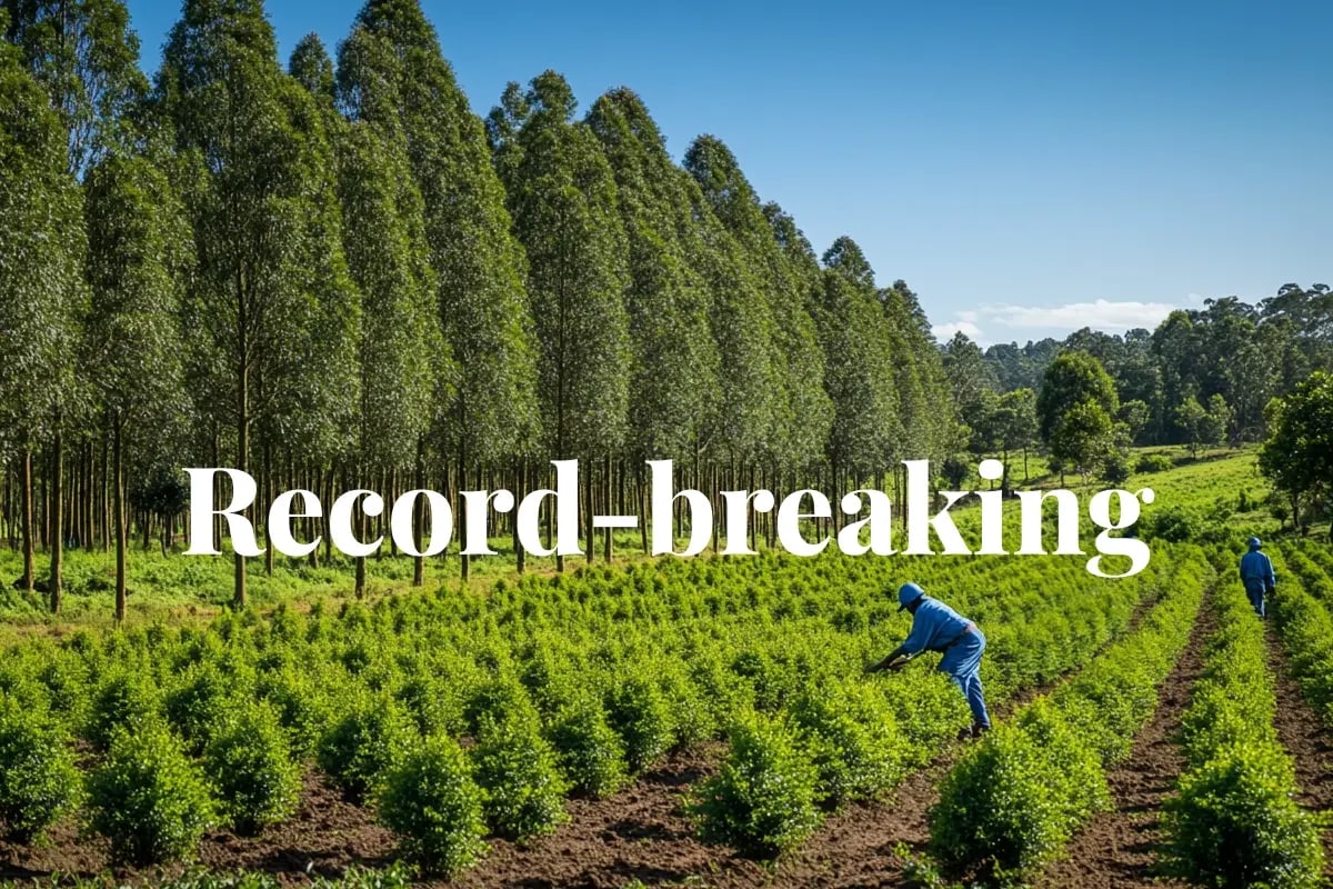 Carbon credit market hits milestone with record retirements and quality uptick_Forest workers planting new trees in a mature forest as part of a reforestation project_visual 1