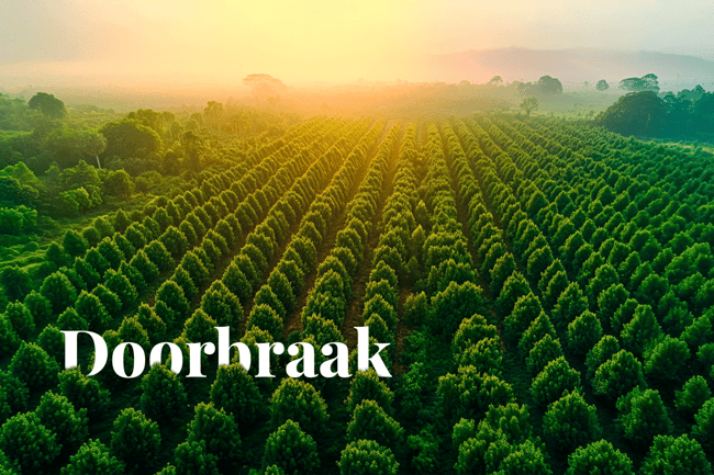 Carbon credit market set for breakthrough as 2030 approaches_ A high altitude drone image depicting an expansive field with newly planted trees_visual 1_NL