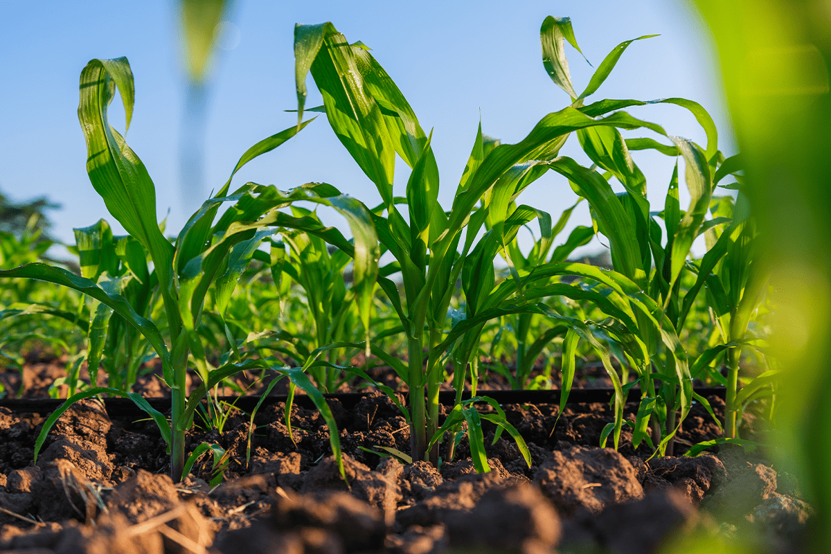 Carbon credits_corn field_visual 5