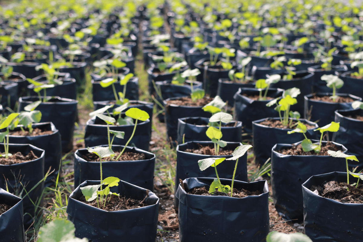 Carbon credits_tree nursery_visual 2