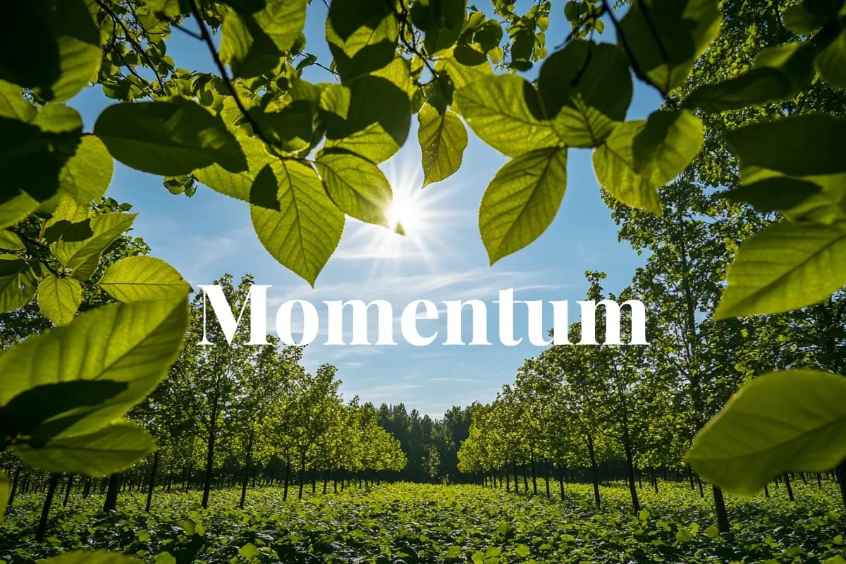 Carbon market enters next growth phase, backed up by quality and innovation_View through the canopies of young deciduous trees toward mature trees_visual 1
