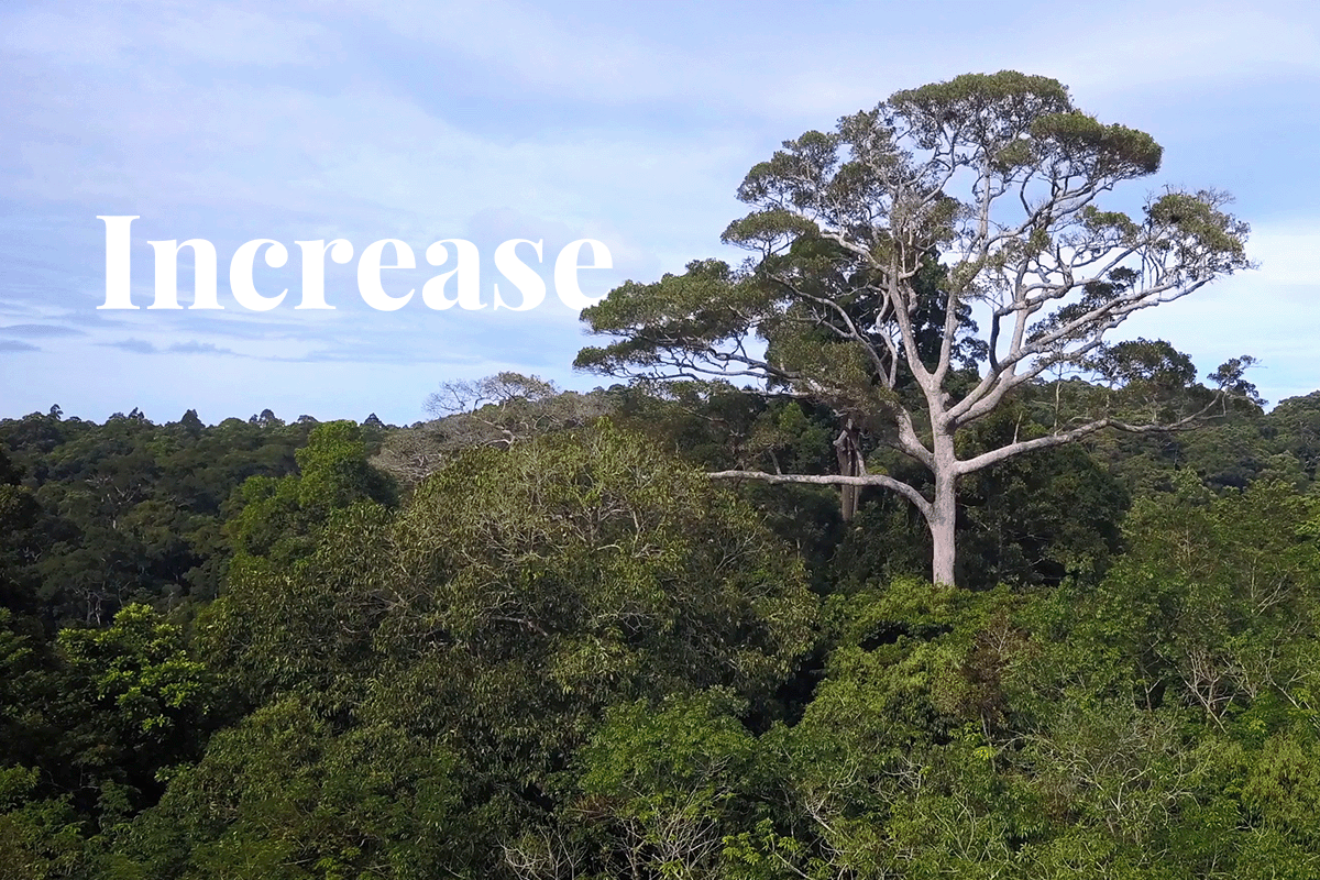 Carbon trading market soars_A tall tree growing above other trees in a deciduous forest_visual 1
