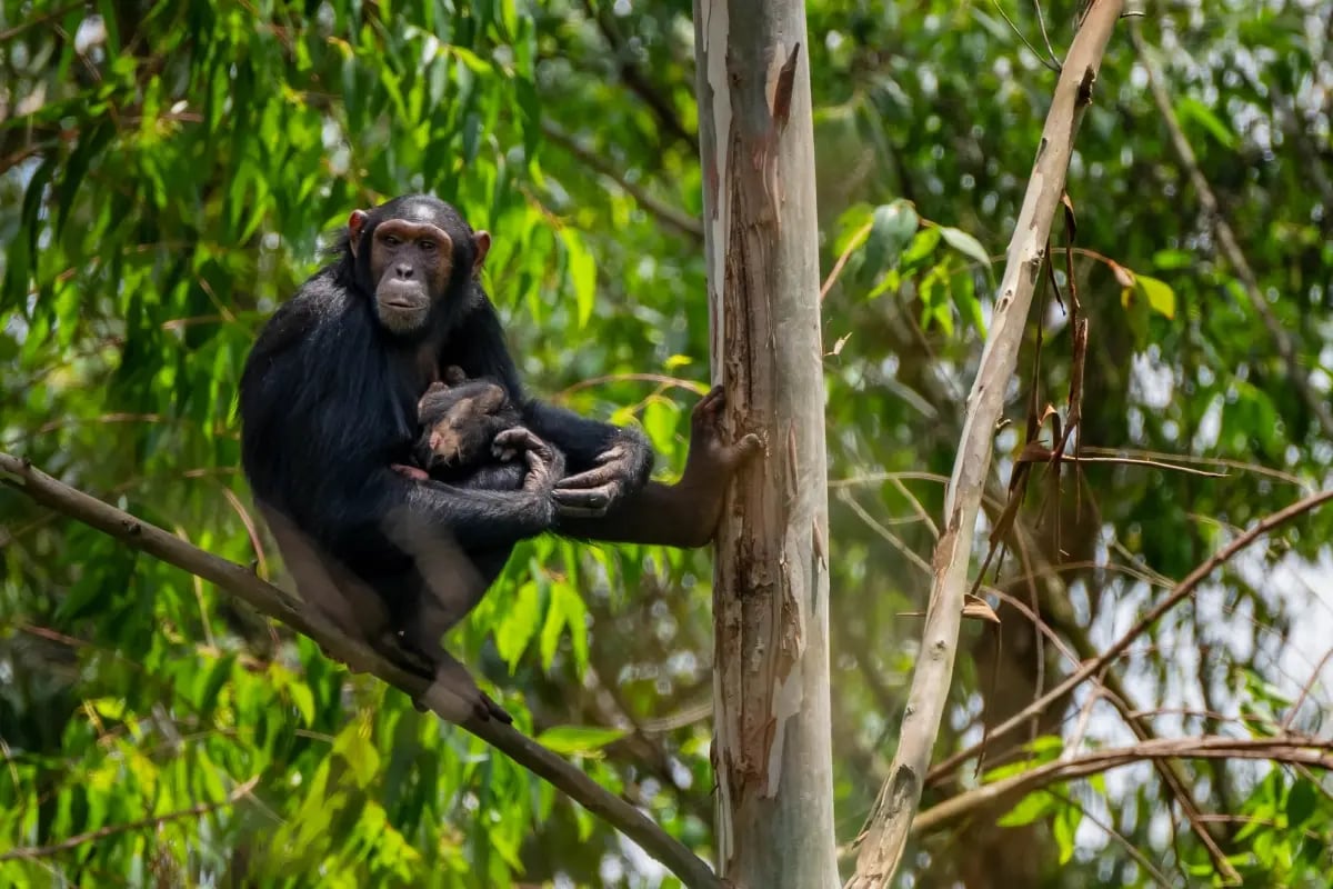 Case studies_Stibo_Female Bulindi chimpanzee with her baby resting on a tree in Uganda forests_visual 2