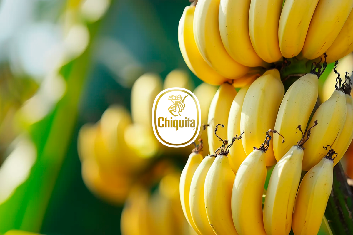 Chiquitas path to planting sustainable futures_A bunch of bananas growing on a tree_visual 1