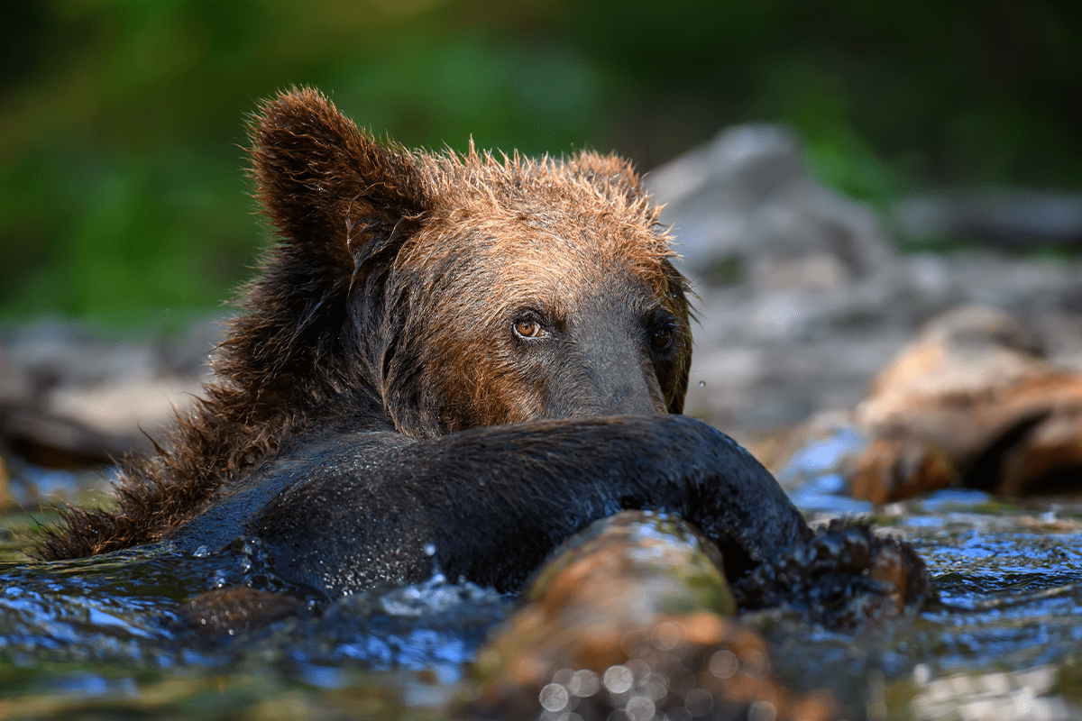 Clean air_Young bear in the forest river_visual 4