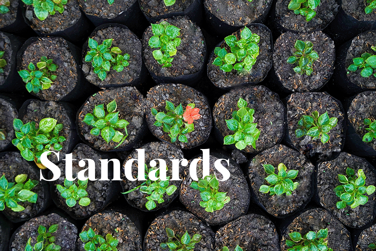 Code of Practice to ensure carbon industry standards_rows of seedlings in soil bags_visual 1