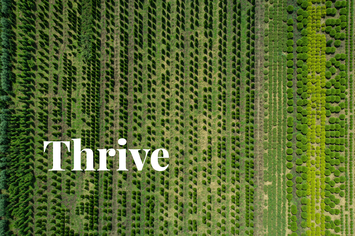 Compliance carbon markets surge_aerial view of a tree plantation_visual 1