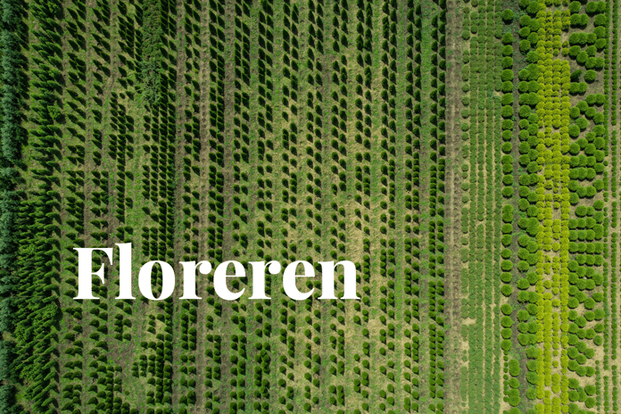 Compliance carbon markets surge_aerial view of a tree plantation_visual 1_NL