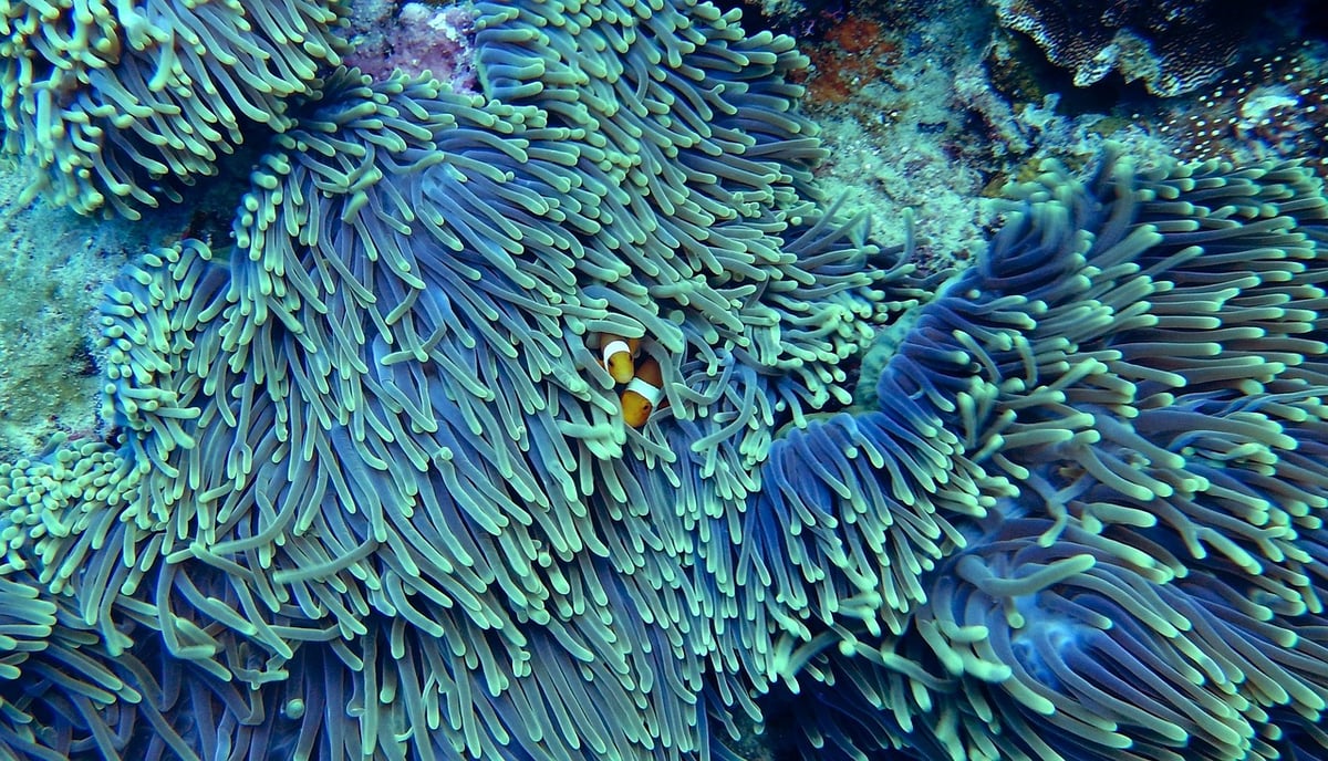 Coral reef taller than empire state building discovered in Australia