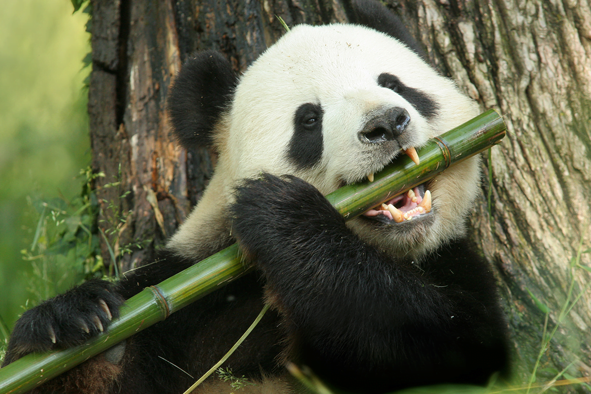 Corekees_ What kind of nature benefits does bamboo offer__visual 1(1)
