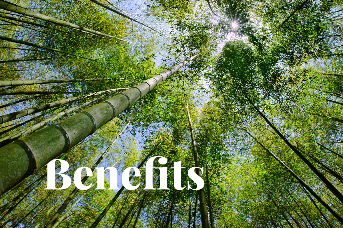 Corekees_ What kind of nature benefits does bamboo offer__visual 1(2)