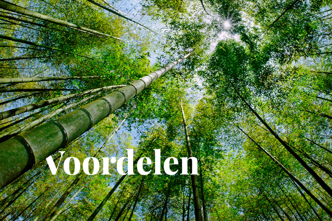 Corekees_ What kind of nature benefits does bamboo offer__visual 1_NL
