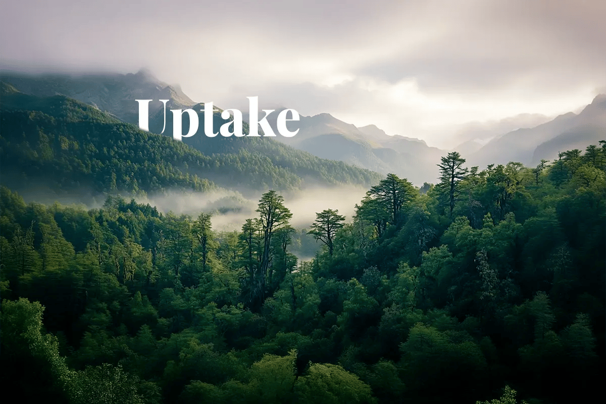 Corporate demand grows for Chile’s carbon credits_Landscape view of the lush Valdivian rainforest in southern Chile_visual 1