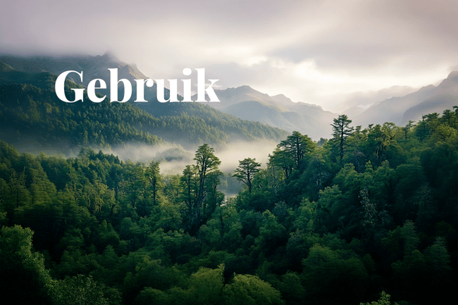 Corporate demand grows for Chile’s carbon credits_Landscape view of the lush Valdivian rainforest in southern Chile_visual 1_NL