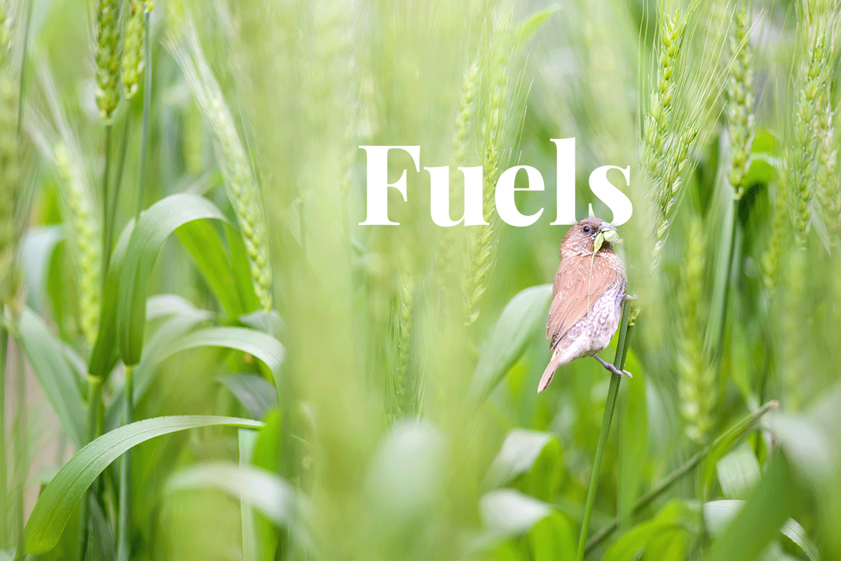 Corporate impact fuels surge in nature tech investments_close up on a bird in a wheat field_visual 1