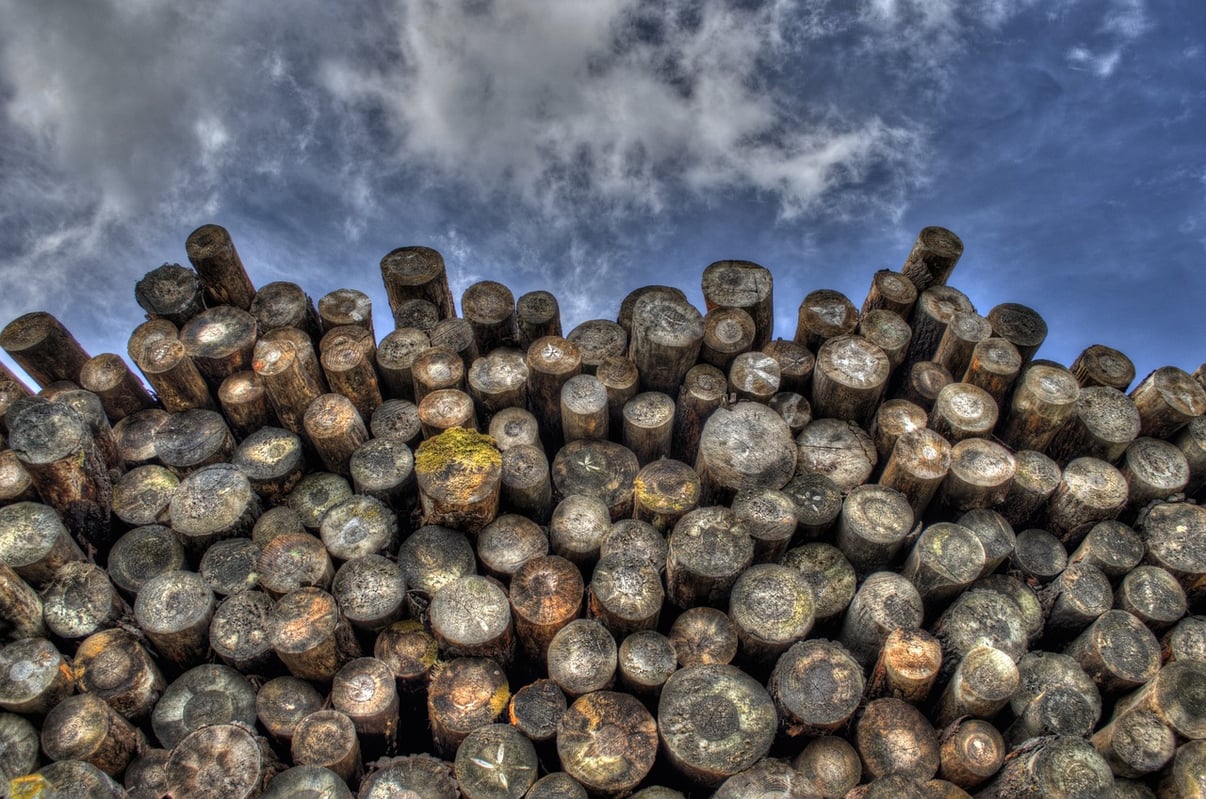 Countries with the highest deforestation rates in the world