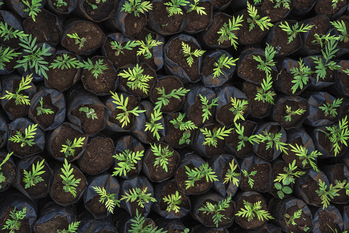 Cracking the code of carbon pricing_Top view of young tree seedlings in soil bags_visual 2