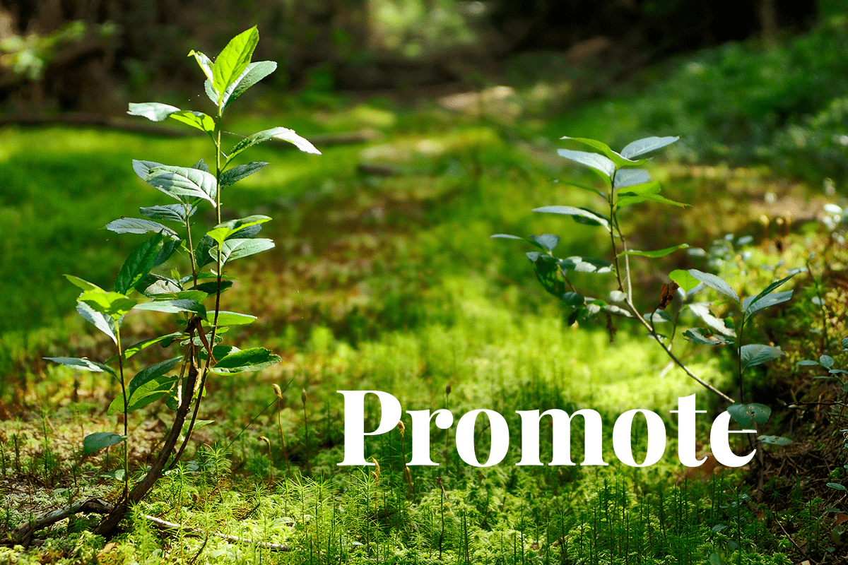 Credit One Bank and the Arbor Day Foundation partner to promote ...