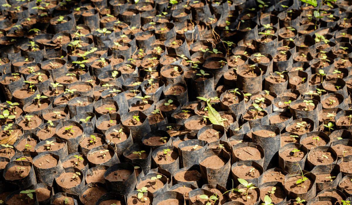 Dé Forest Restoration Project_bullet point 3-min