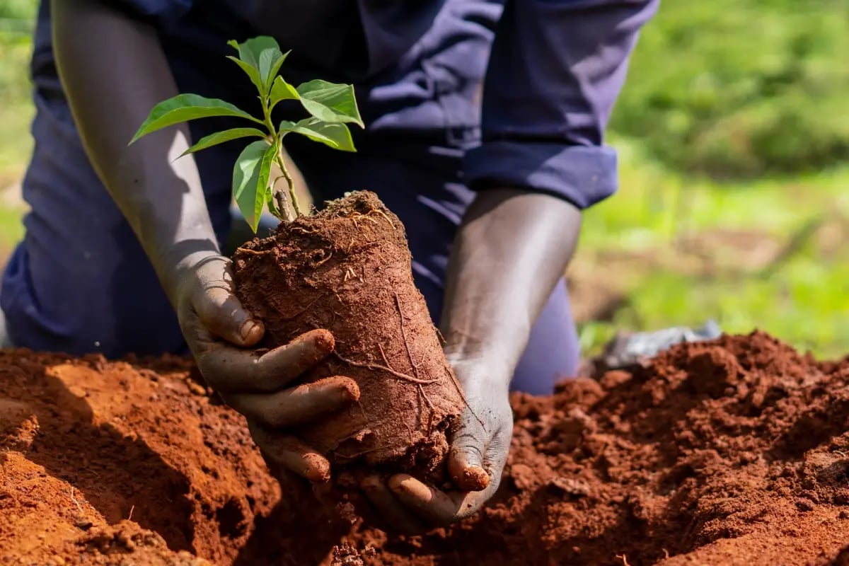DGB GROUP CEO Selwyn Duijvestijn bij RTL7 over nieuwe fase beursnotering_ DGB team member planting a tree seedling_visual 4