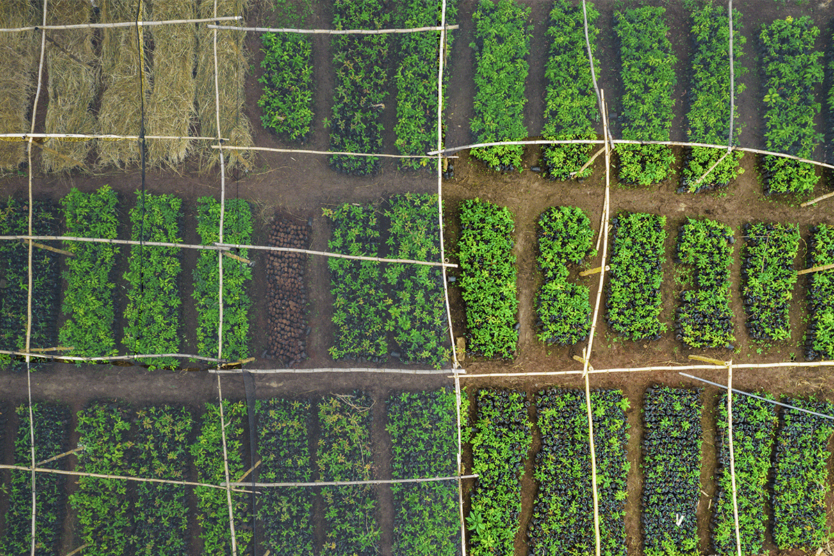 DGB Group CEO Selwyn Duijvestijn returns to Business Class_Drone view of tree nursery, Hongera Reforestation Project_visual 2