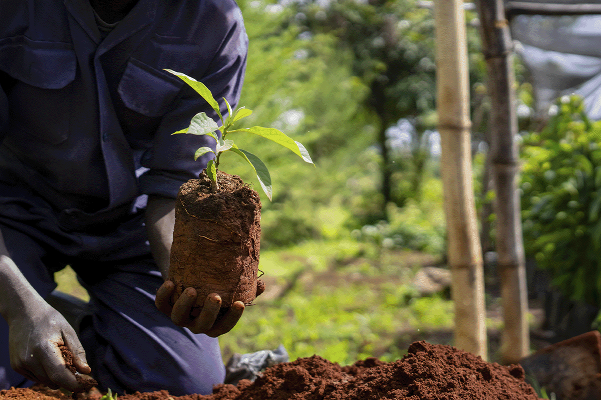 DGB Groups strategic expansion into the French market_Close-up of a local man holding tree seedling_visual 3