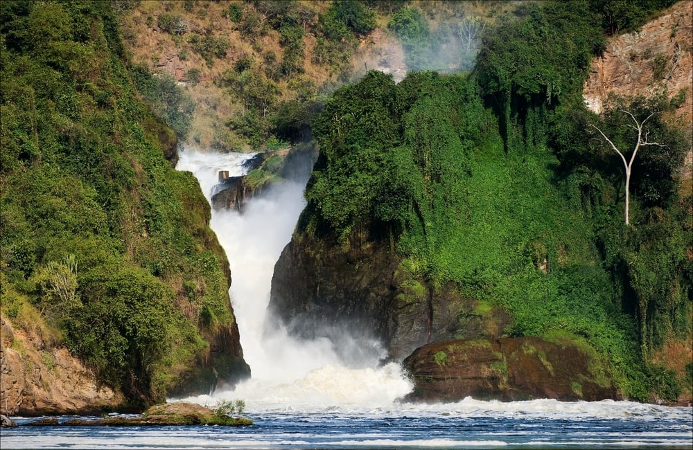 DGB-Nature-Conversation-Projects-Uganda-Reforestation-4
