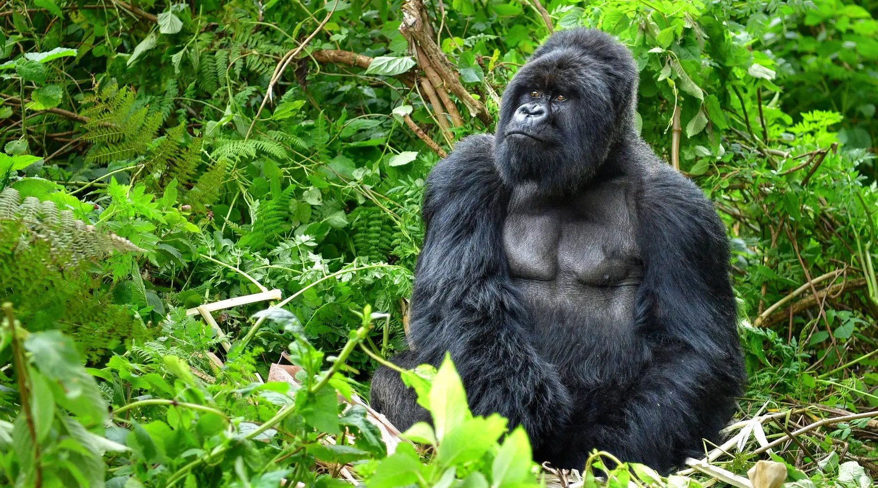 DRC Reforestation Project