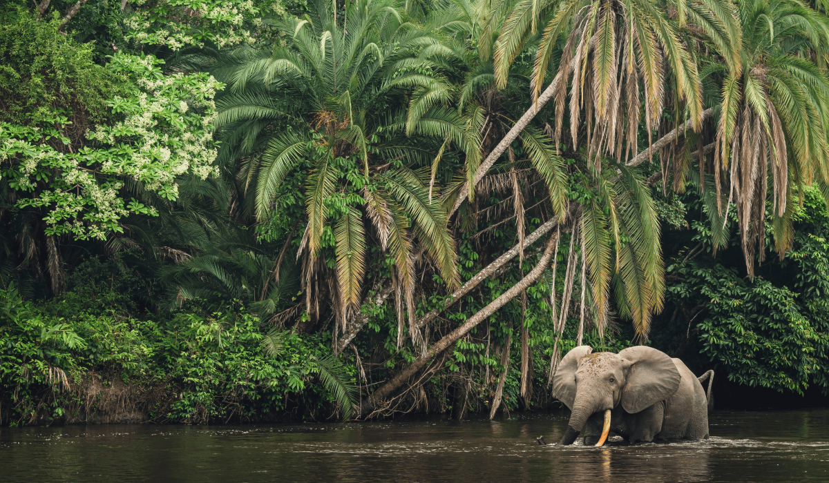 DRC Save the Forest Project_bullet point 2-min