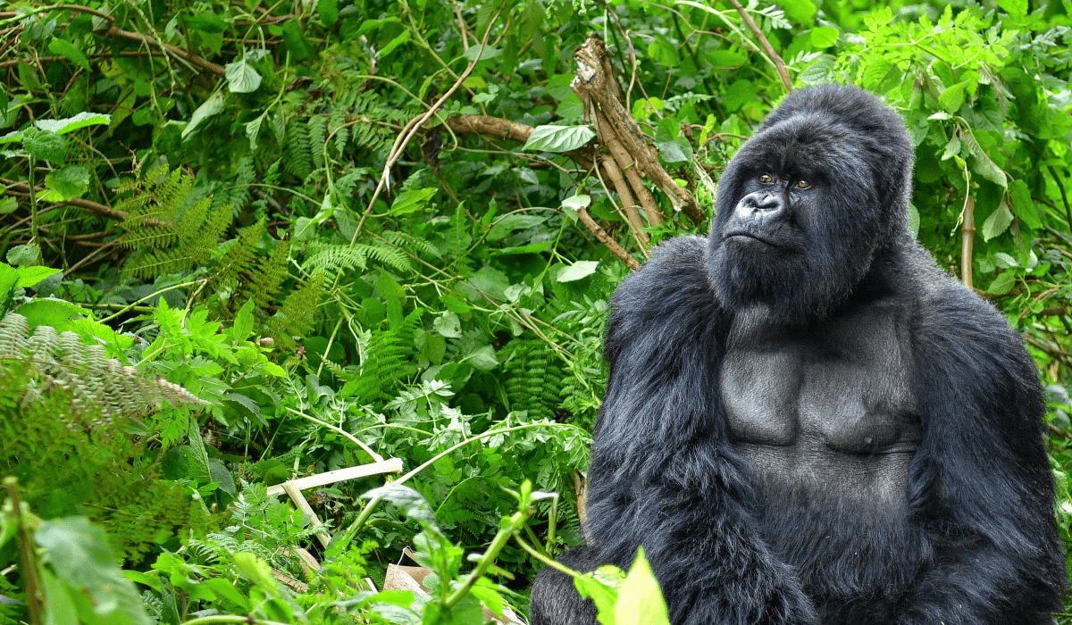 DRC Save the Forest Project_cover-min-1