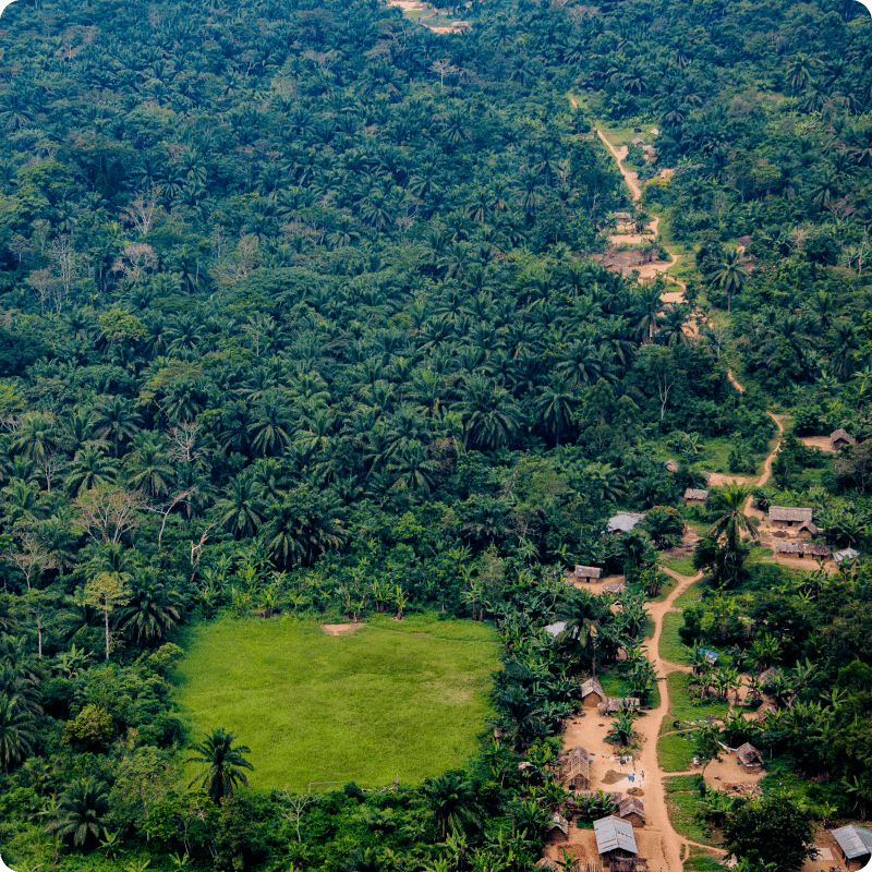 DRC Save the Forest Project_gallery 3-min