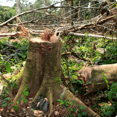 DRC Save the Forest Project_gallery 4-min