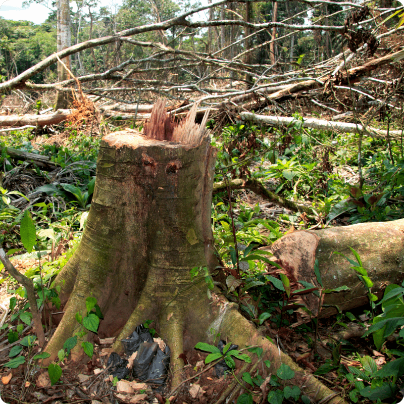 DRC Save the Forest Project_gallery 4-min