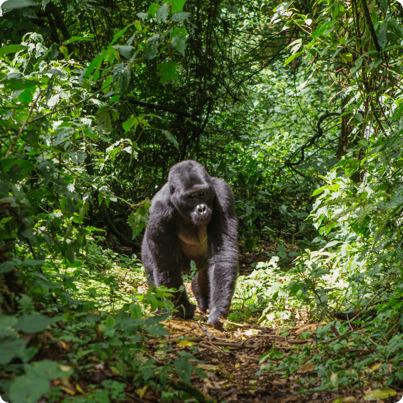 DRC Save the Forest Project_gallery 5-min