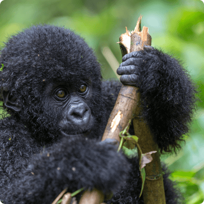DRC Save the Forest Project_gallery 6-min