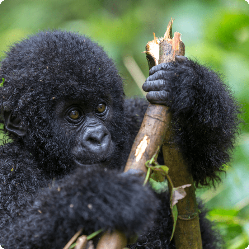 DRC Save the Forest Project_gallery 6-min