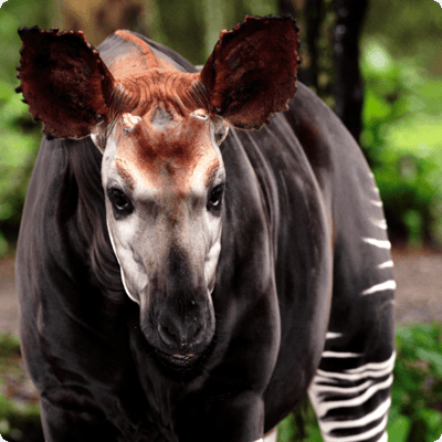 DRC Save the Forest Project_gallery 7-min