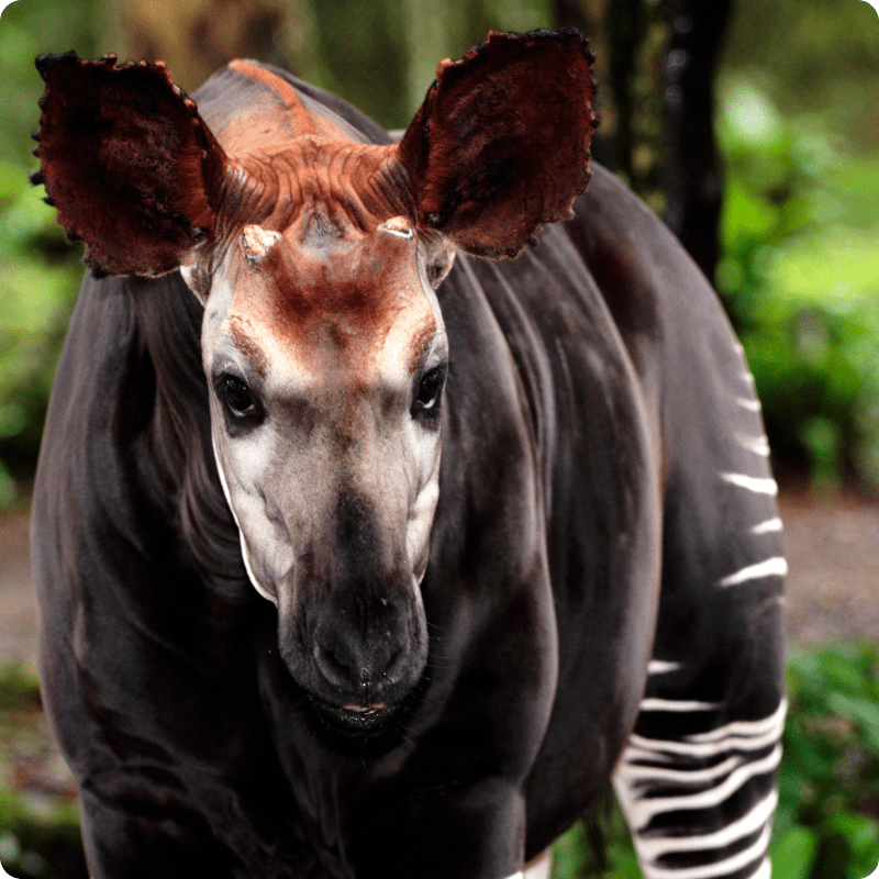 DRC Save the Forest Project_gallery 7-min