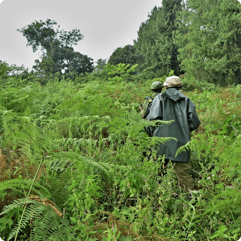 DRC Save the Forest Project_gallery 8-min