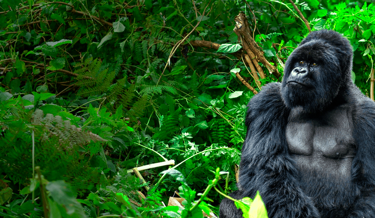 DRC Reforestation Project, Democratische Republiek Congo (DRC)