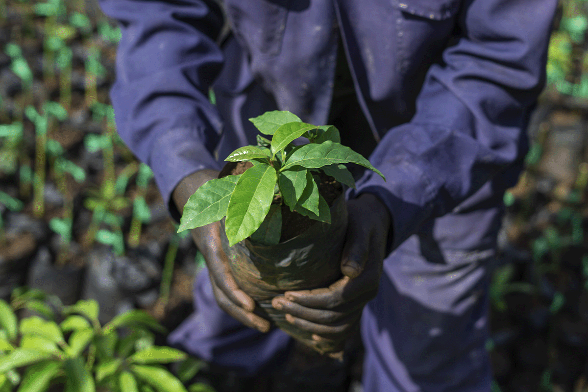 Decoding COP28_ a global odyssey for environmental solutions_Close up on a local man holding a tree seedling_visual 6