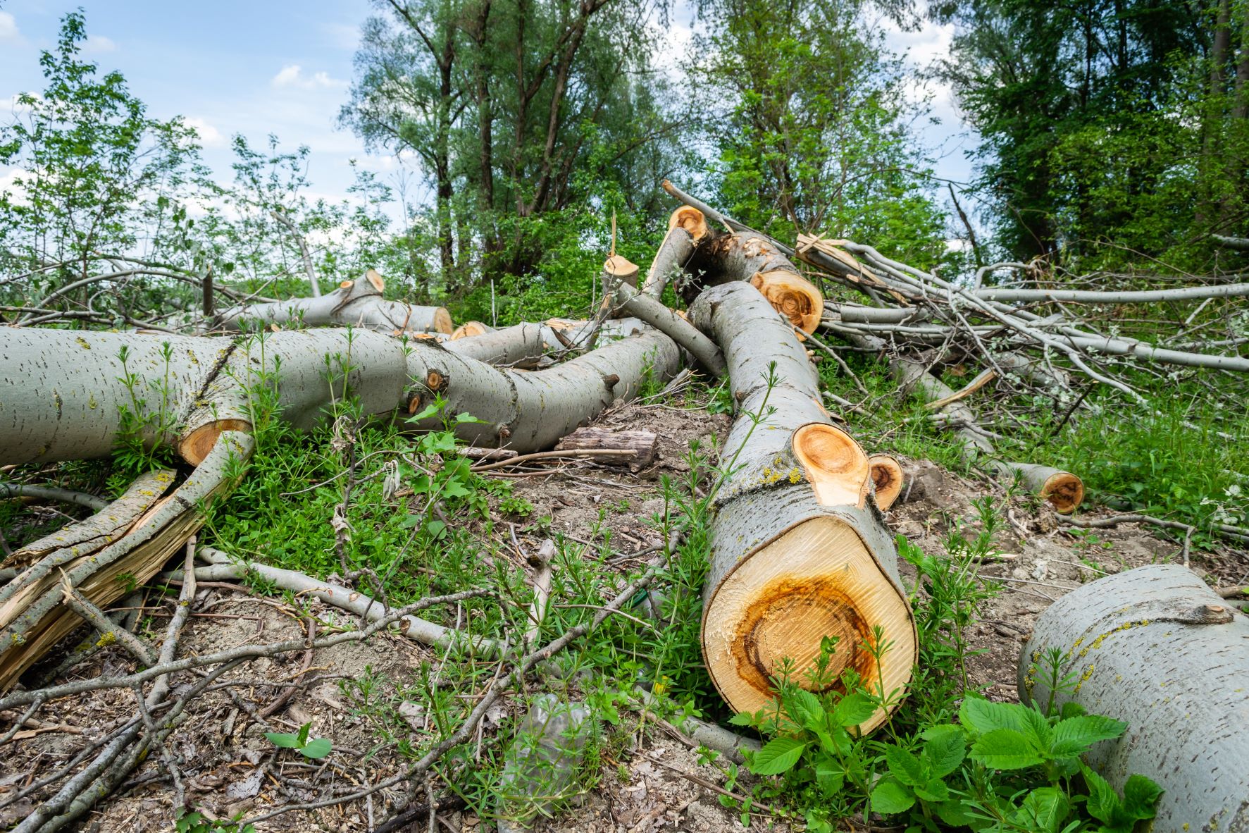 Deforestation gets political in Brazil