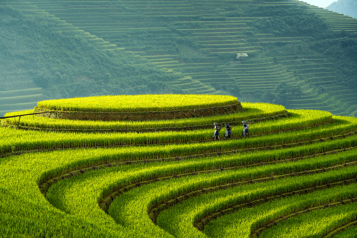 Deforestation in Asia_ Rice fields in Vietnam_visual 2