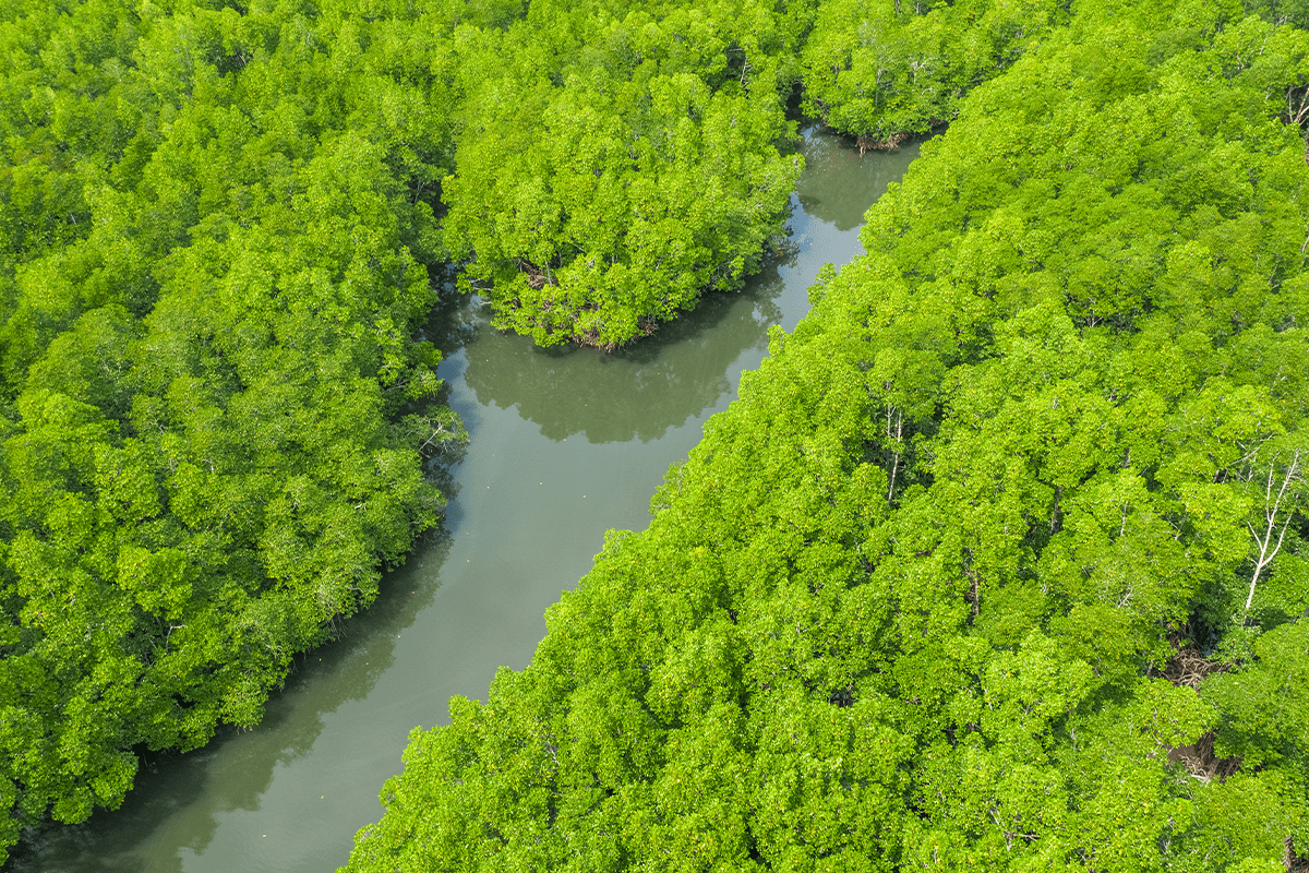 Deforestation in Asia_Aerial view of a mangrove forest in Philippines_visual 7